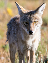 Naklejka premium Wild coyote in Yellowstone National Park (Wyoming).