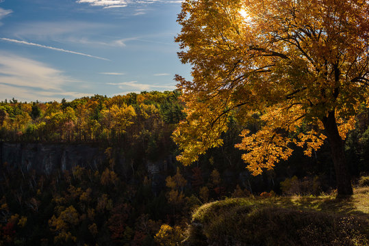backlit tree in autumn, overlooking cliffs