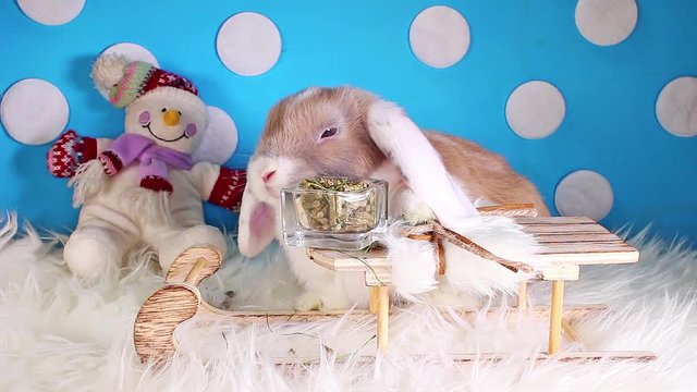 Snow winter snowman sled pet animal rabbit lop christmas bunny kit