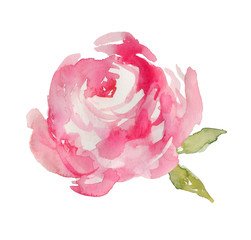 Watercolor Peonies On Isolated White Background with Hand Painted Leaves
