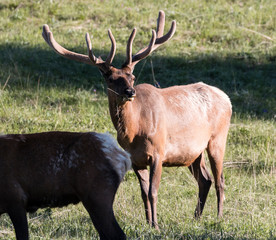 Wild elk in Yellowstone National Park (Wyoming).