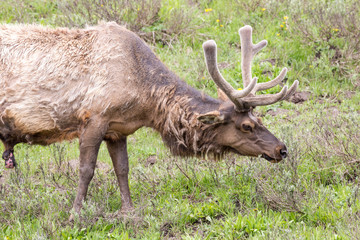 Wild elk in Yellowstone National Park (Wyoming).