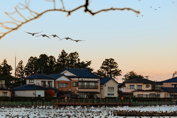 【新潟県瓢湖】白鳥が越冬のために訪れる瓢湖はラムサール条約登録湿地