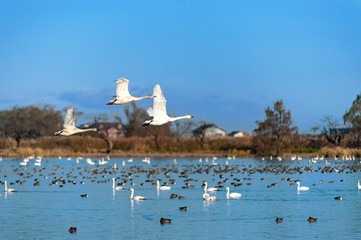 【新潟県瓢湖】白鳥が越冬のために訪れる瓢湖はラムサール条約登録湿地