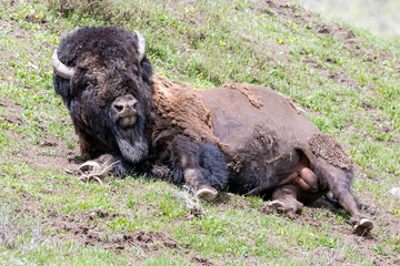 Wild bison in Yellowstone National Park (Wyoming) © Patrick