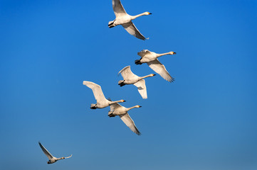 【新潟県瓢湖】白鳥が越冬のために訪れる瓢湖はラムサール条約登録湿地
