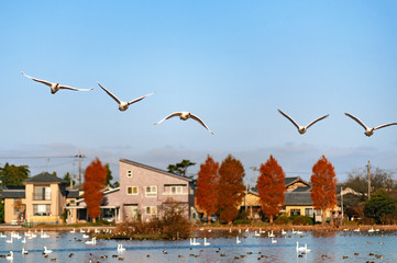 【新潟県瓢湖】白鳥が越冬のために訪れる瓢湖はラムサール条約登録湿地
