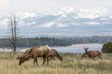 Wild elk in Yellowstone National Park (Wyoming).