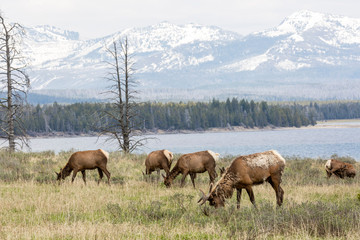 Fototapeta na wymiar Wild elk in Yellowstone National Park (Wyoming).