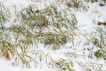 Frozen green grass covered with snow in winter