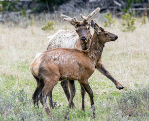 Wild elk in Yellowstone National Park (Wyoming).