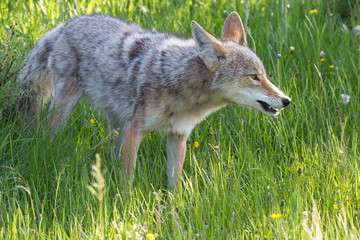 A wild coyote in Yellowstone National Park (Wyoming).