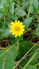 Flower blooming vol.10