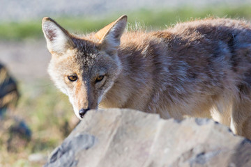 A wild coyote in Yellowstone National Park (Wyoming).