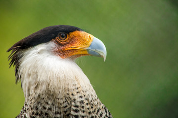 perfil de aguila caracara en la selva verde de leticia colombia