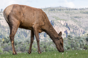 Wild elk in Yellowstone National Park (Wyoming).