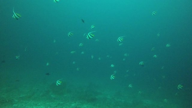 Coral reef and fish in ocean 