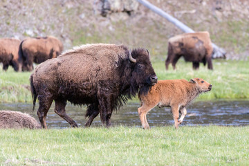 Wild bison in Yellowstone National Park (Wyoming).