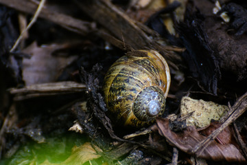 Snail