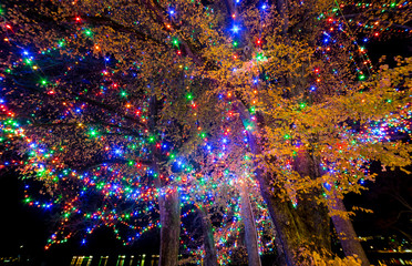 Straight up view of Christmas lights decoration on a big tree in a park