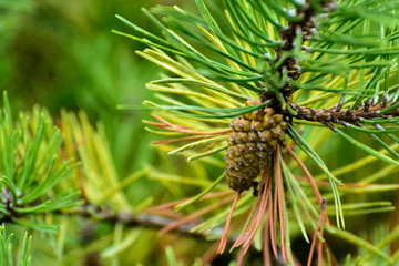Pinecone