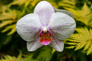 Hawaii Orchid 1