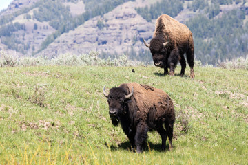 Wild bison in Yellowstone National Park (Wyoming).