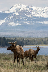 Wild elk in Yellowstone National Park (Wyoming).