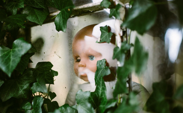 A face at the window. A child's doll at the ivy clad window of a derelict building.
