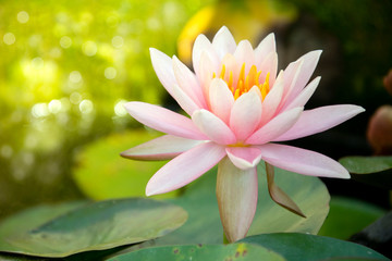 Lotus flower with green leaf background