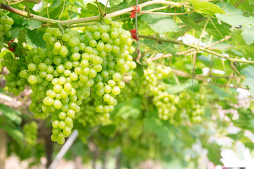 Bunch of green grapes on grapevine in vineyard.