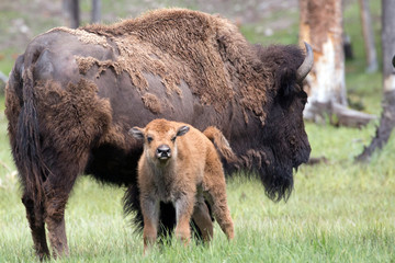 Wild bison in Yellowstone National Park (Wyoming). © Patrick