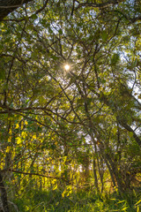 Bosque de buenos aires argentina con el atardecer entre las ramas