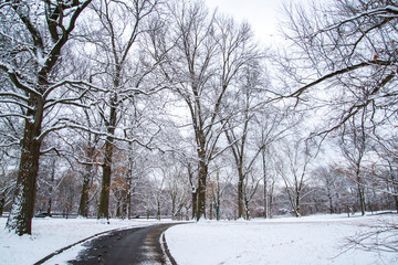 Naklejka premium road in winter
