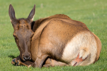 Wild elk in Yellowstone National Park (Wyoming). © Patrick