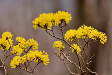 美しい山茱萸の花