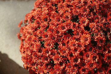 winter red flowers
