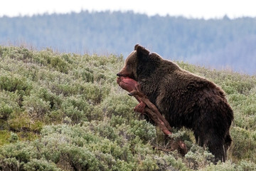 Wild grizzly bear in Yellowstone National Park (Wyoming)