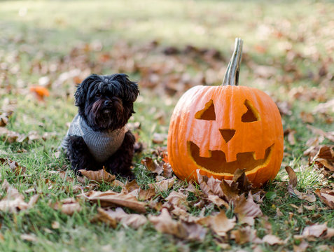 Carved pumpkin and a little dog in a sweater