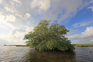 Mangrove trees under a dramatic cloudscape in the shallows of Barnes Sound, Florida.