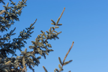 Natural background with branches of spruce against the blue sky