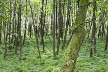 piękny zielony las, drzewo w mchu