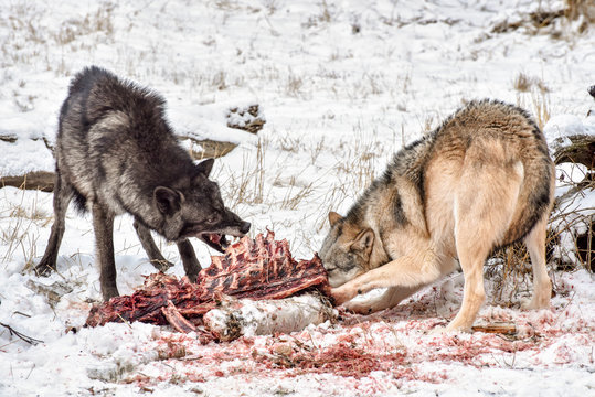 Tundra Wolves Feeding on and Elk Carcass in the Snow