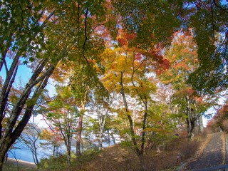 Naklejka premium 湖と紅葉
