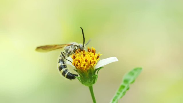 Bee feeding on flower.