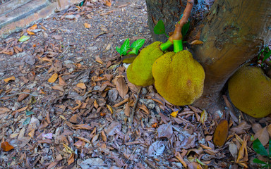 Jack fruit, which is a tropical fruit that is native to tropical