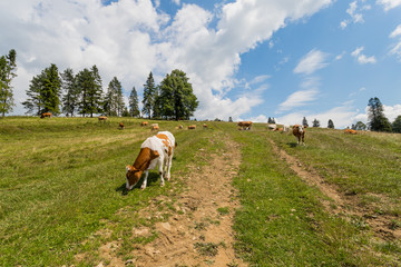 Krowy i byki na szlaku górskim © © Jakacki