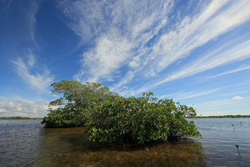 Mangrove trees under a dramatic cloudscape in the shallows of Barnes Sound, Florida.