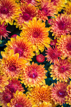 Orange Mums