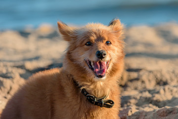 Plakat Beautiful cute dog lying on seaside on summer day